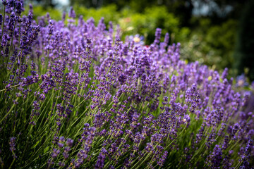 Obraz premium Abundant lavender flowers in bloom. 