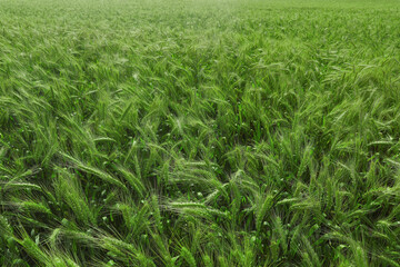 Fototapeta na wymiar Beautiful agricultural field with ripening wheat crop