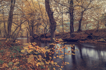 Obraz premium Wild river in autumn forest, Germany. Long exposure.