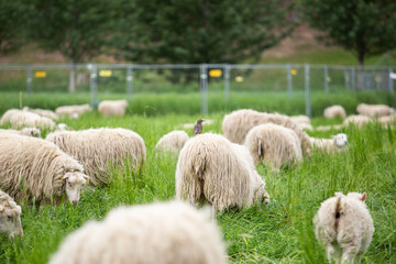 Fototapeta premium bird sitting on a sheeps back