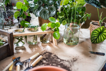 Zimmerpflanzen mit Ablegern im Wasserglas vermehren, dekorative Pflanzen für Zuhause