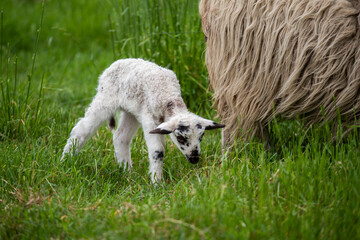 cute little lamb standing behind older sheep