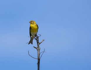 Wildlife european serine siting on the branch in the summer day (Serinus serinus)  