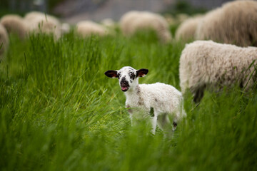 cute little lamb between older sheep on grass