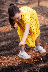 a little gardener helps parents with planting vegetables, a girl gardens in the backyard in the garden, family activity. 