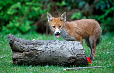 Naklejka na ściany i meble Urban fox cub exploring the garden