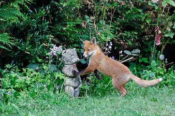 Urban fox cub exploring the garden
