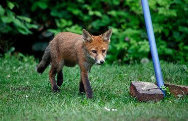 Urban fox cub exploring the garden