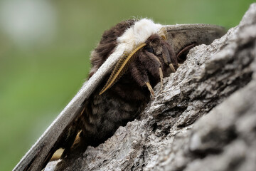 Wiener Nachtpfauenauge, Saturnia pyri
