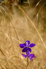 flowers in the wind