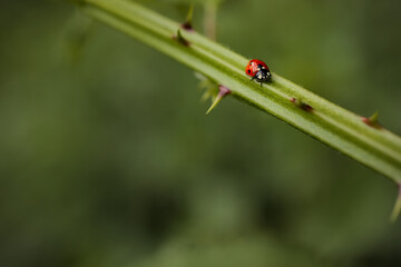 seven point red ladybug (Coccinella septempunctata) walks on a spiked luscious green branch of a blackberry bush - isolated close up with selective focus