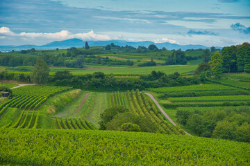 Heuberg in Ettenheim in der Ortenau