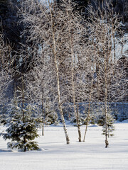 Snowcapped trees of spruce and birch at winter