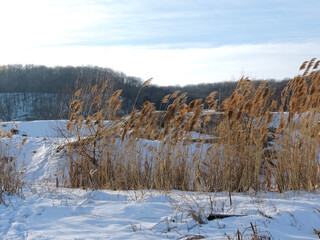 Common reed on river snow-covered bank