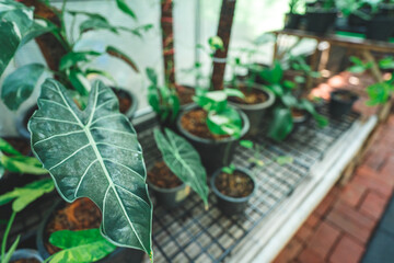 plant gardening in botanical greenhouse, grow with horticulture light, interior cultivation growing indoor glasses plantation, tropical foliage palm growth inside exotic cultivate