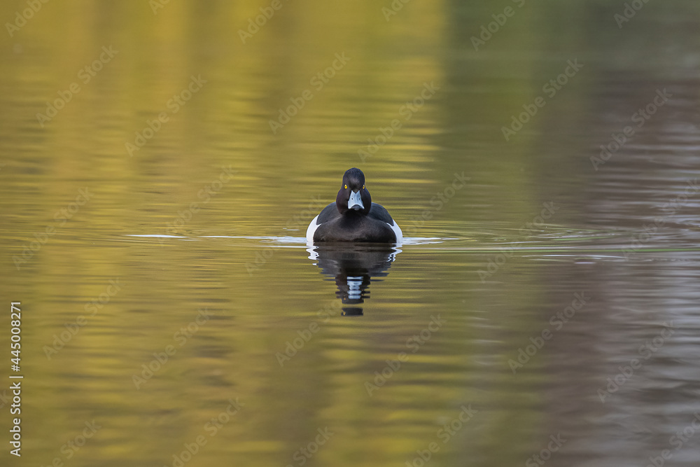 Aufkleber a minimalistic image of a tufted duck, aythya fuligula, as it swims towards the camera