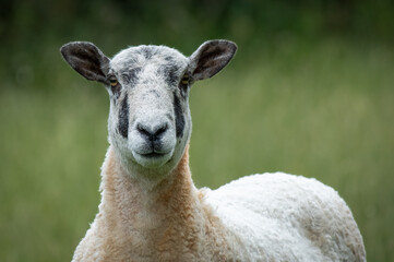 A very close portrait of a shawn sheep. It is facing forward and looking at the camera