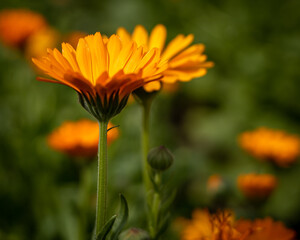 Close-up of a orange calendula flowers (Calendula officinalis), used for production of medicines and pharmaceutics. Blurred background, shallow field of depth. 