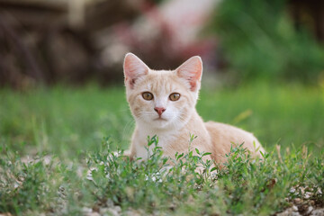 Naklejka na ściany i meble Orange kitten in yard with blurred background and selective focus for portrait of young cat at home.