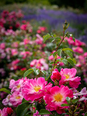 A closeup of lush, blooming, pink garden roses, with lavender flowers in background.