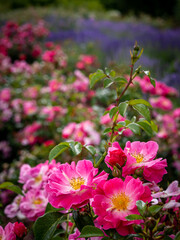 Fototapeta premium A closeup of lush, blooming, pink garden roses, with lavender flowers in background.