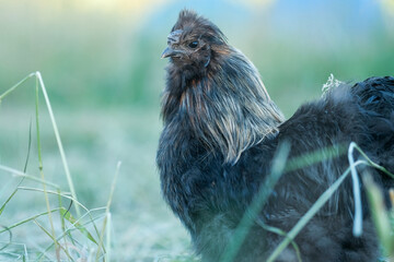 Gros plan de coq noir dans jardin