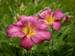 A closeup on a daylilly (Hemerocallis sp) purple flower. Blurred background, shallow field of depth. 