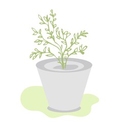 Beautiful ornamental plant for garden and home, tree and foliage in a pot isolated on a white background.