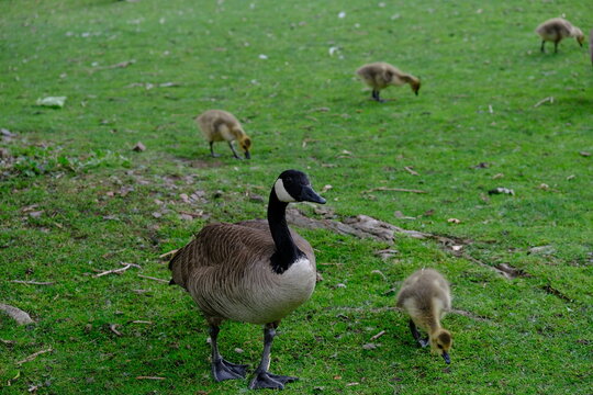 Mother Canadian Geese with Babies