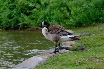 Canadian Geese at a park in Golden Colorado