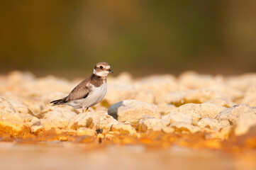 Common ringed plover (Charadrius hiaticula), with beautiful orange background. Colorful shore bird with brown feather in the lake. Wildlife scene from nature, Czech Republic