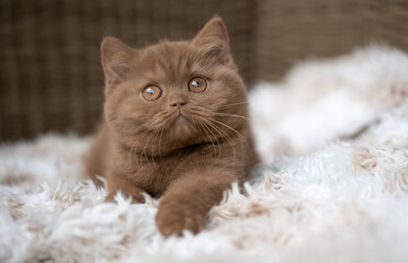 Britisch Kurzhaar Katzen Kitten Katzenbaby