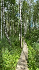 Wooden footbridge in the park near Wlodawa