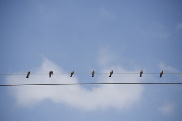 Gołębie siedzące na drutach na tle nieba