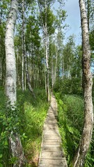 Wooden footbridge in the park near Wlodawa