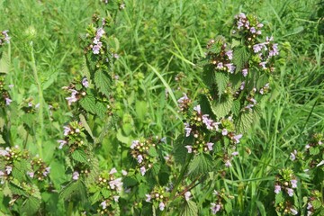 Lamium purpureum flowers in the meadow