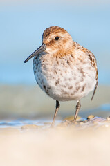 Dunlin (Calidris alpina), with beautiful blue coloured background. Colorful water bird  sitting on the ground near the lake in the evening. Wildlife scene from nature, Czech Republic