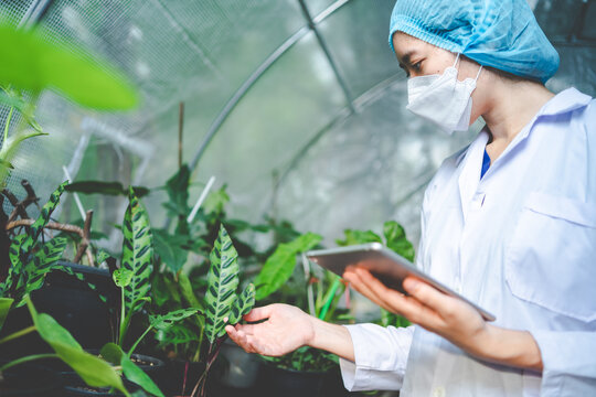 woman botanist working in greenhouse for gardening a agriculture plant, female florist people in botany lifestyle with nature, horticulture in organic glasshouse with flower growth