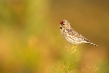 Lesser redpoll (Acanthis cabaret), with beautiful orange coloured background. Colorful song bird with red feather sitting on the branch in the mountains. Wildlife scene from nature, Czech Republic