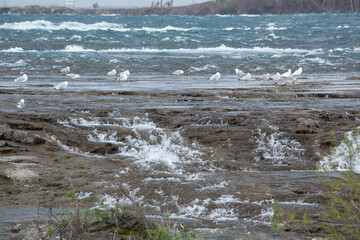 Seagulls resting at Cascades of the Niagara River
