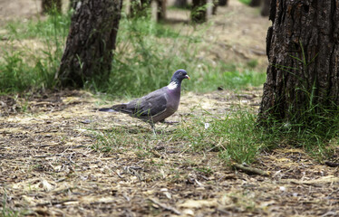 Pigeon in a forest