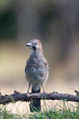 European Jay Garrulus glandarius sitting on a branch