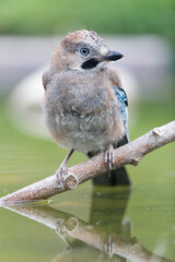 European Jay Garrulus glandarius sitting on a branch