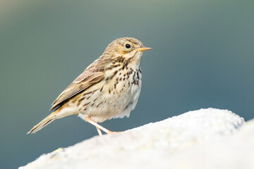 Meadow pipit (Anthus pratensis), with beautiful green coloured background. Colorful song bird with yellow feather sitting on the ground in the mountains. Wildlife scene from nature, Czech Republic © Simon Vasut