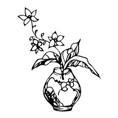 Orchid Phalaenopsis houseplant, potted flower vector illustration