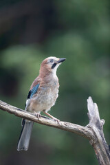 European Jay Garrulus glandarius sitting on a branch