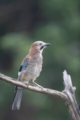 European Jay Garrulus glandarius sitting on a branch