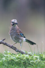 European Jay Garrulus glandarius sitting on a branch