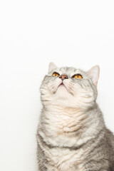 Cute fluffy cat threw his head and watching up, adorable cat with yellow eyes at white background