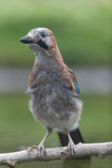 European Jay Garrulus glandarius sitting on a branch